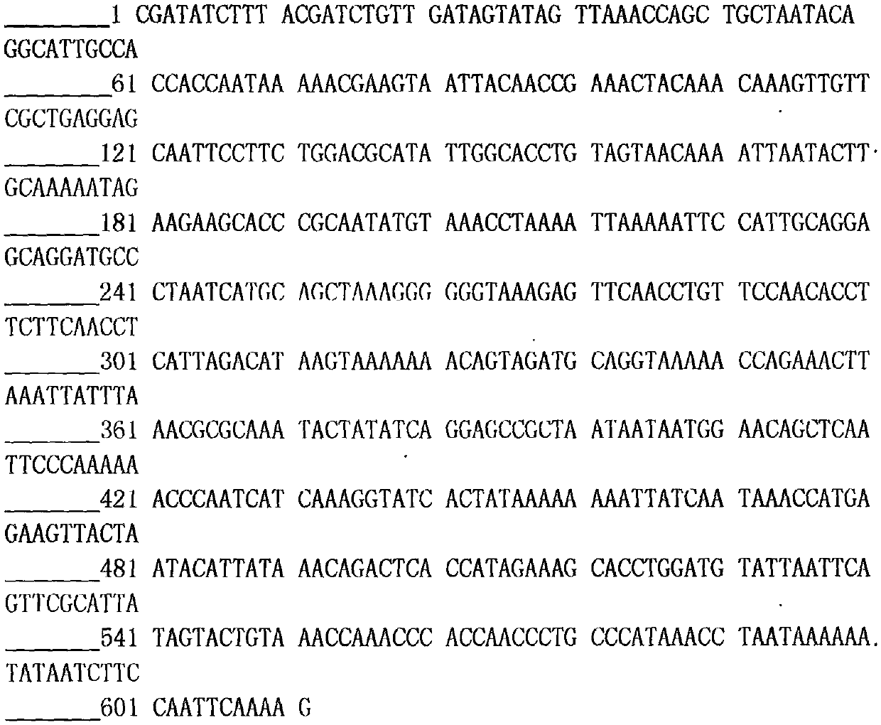 Method for identifying shellfish germplasm through combination of morphology with molecular biology