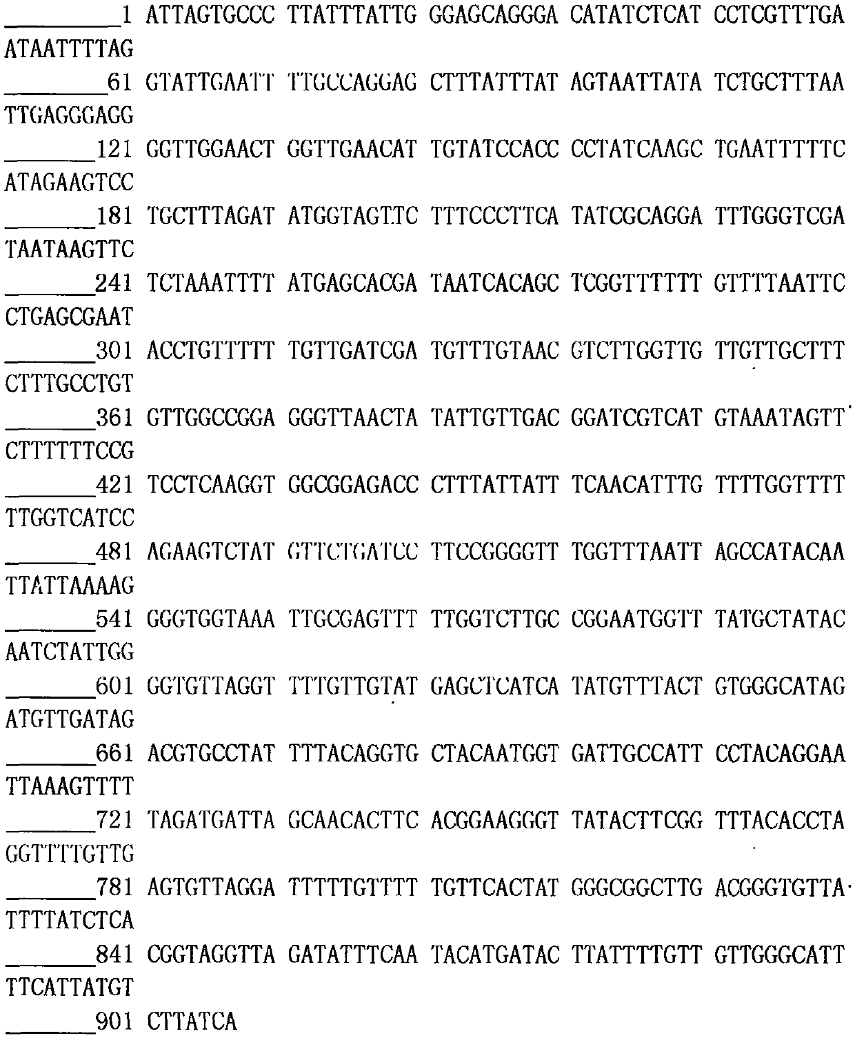 Method for identifying shellfish germplasm through combination of morphology with molecular biology