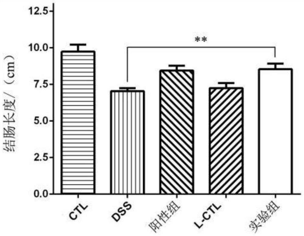 Preparation method and application of composite Chinese herbal medicine lactobacillus fermented beverage