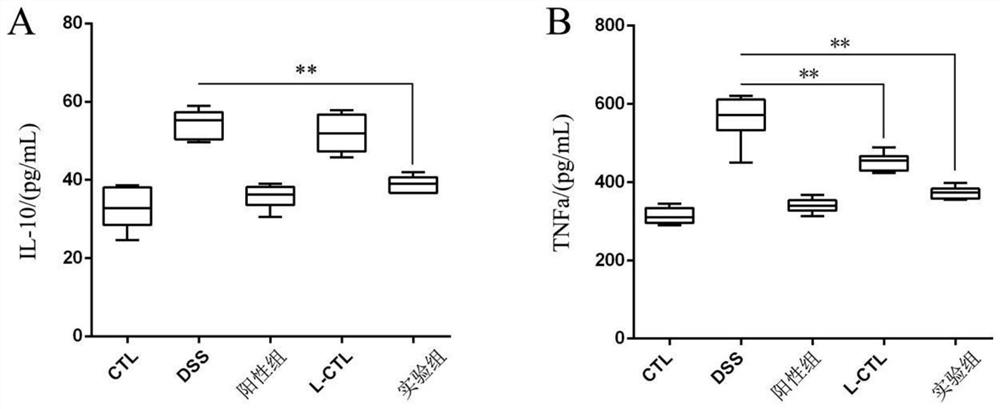 Preparation method and application of composite Chinese herbal medicine lactobacillus fermented beverage