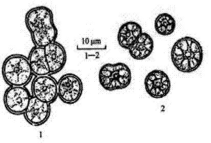 Method for increasing content of arachidonic acid in porphyridium