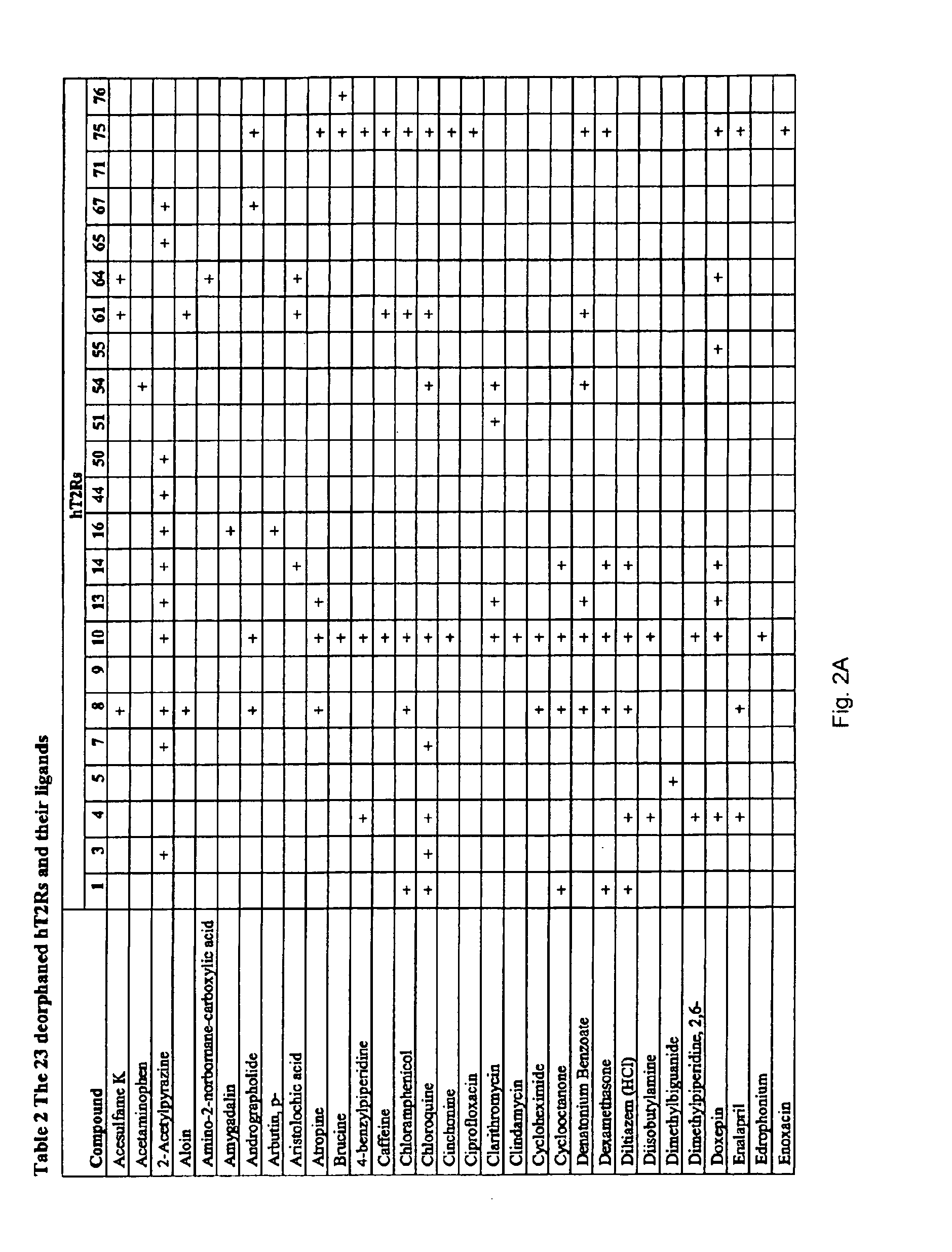 Identification of bitter ligands that specifically activate human T2R receptors and related assays for identifying human bitter taste modulators