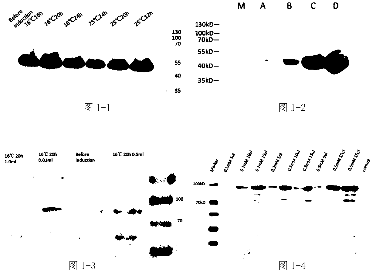 Recombinant Escherichia coli displaying pet decomposing enzyme on the cell surface and its construction and application