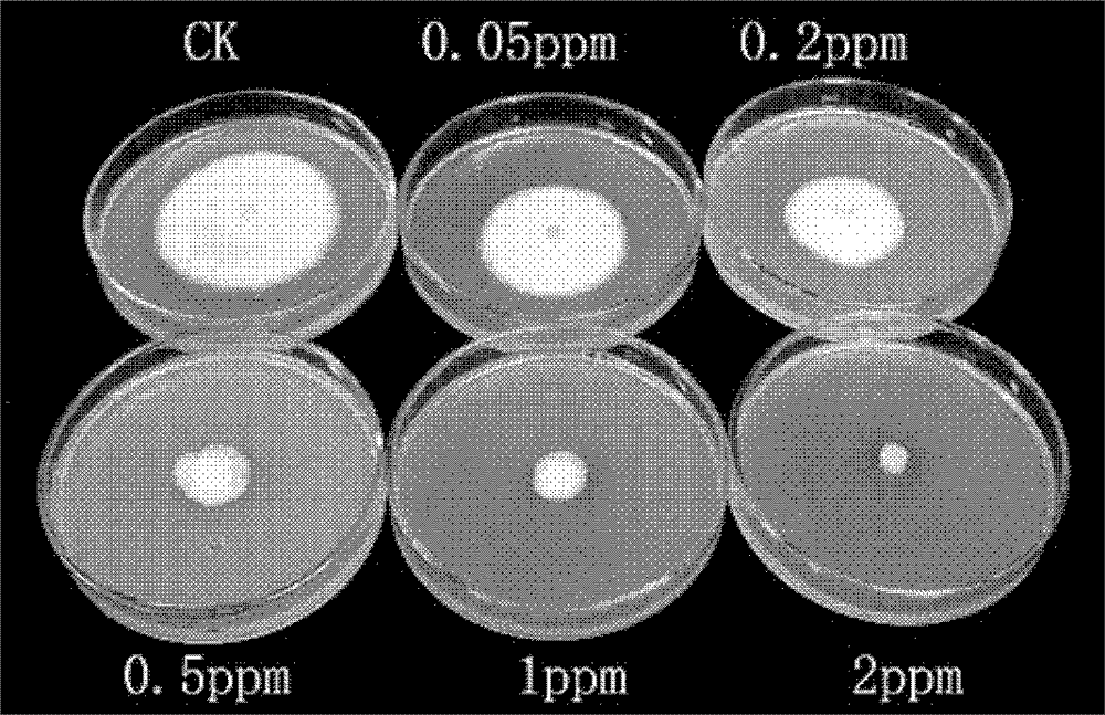 Tebuconazole and thiodiazole-copper blended medicament for preventing and treating rice seed-borne fungal and bacterial diseases