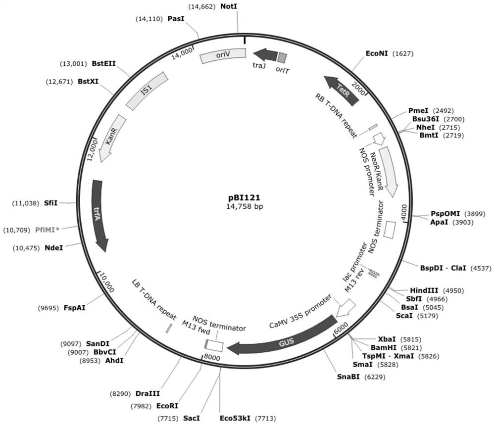 Application of GhD1119 gene in regulating and controlling flowering of upland cotton