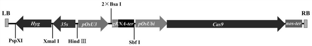 Application of GhD1119 gene in regulating and controlling flowering of upland cotton