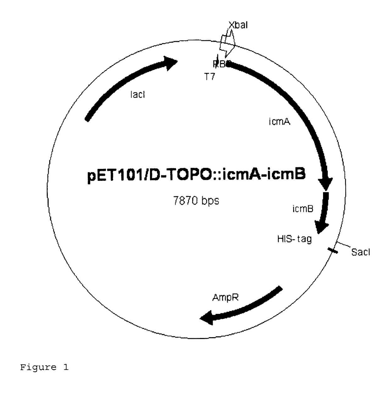 Recombinant cell producing 2-hydroxyisobutyric acid