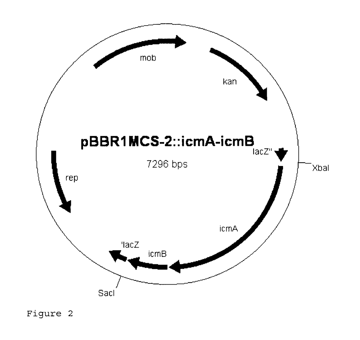 Recombinant cell producing 2-hydroxyisobutyric acid