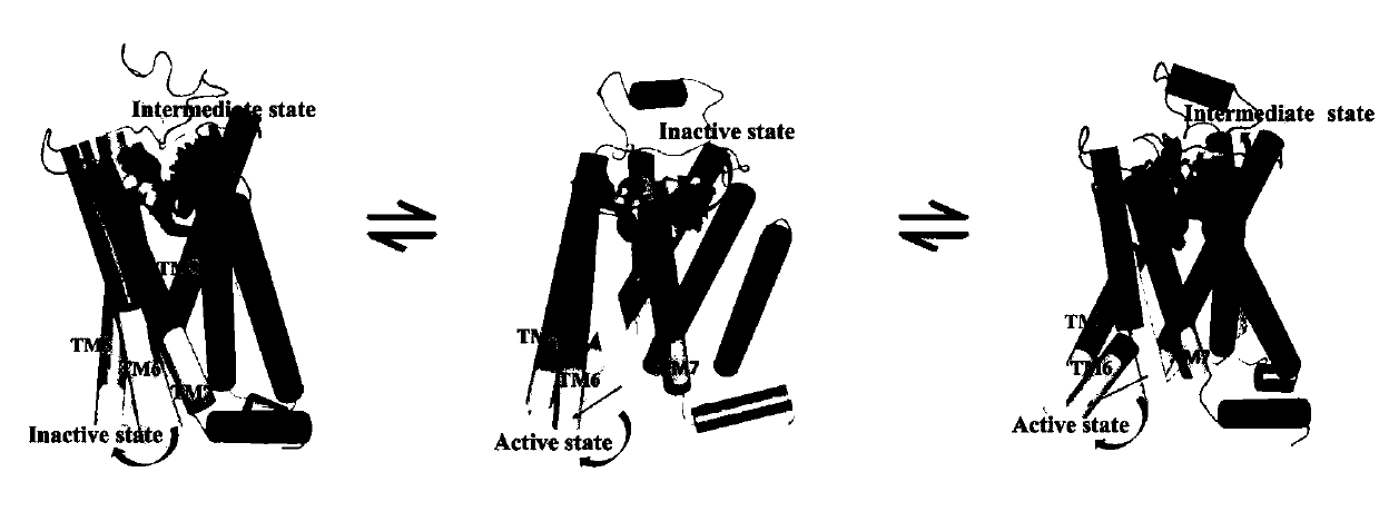 Method for simulating acquisition of G-protein-coupled receptor intermediate state structure through computer