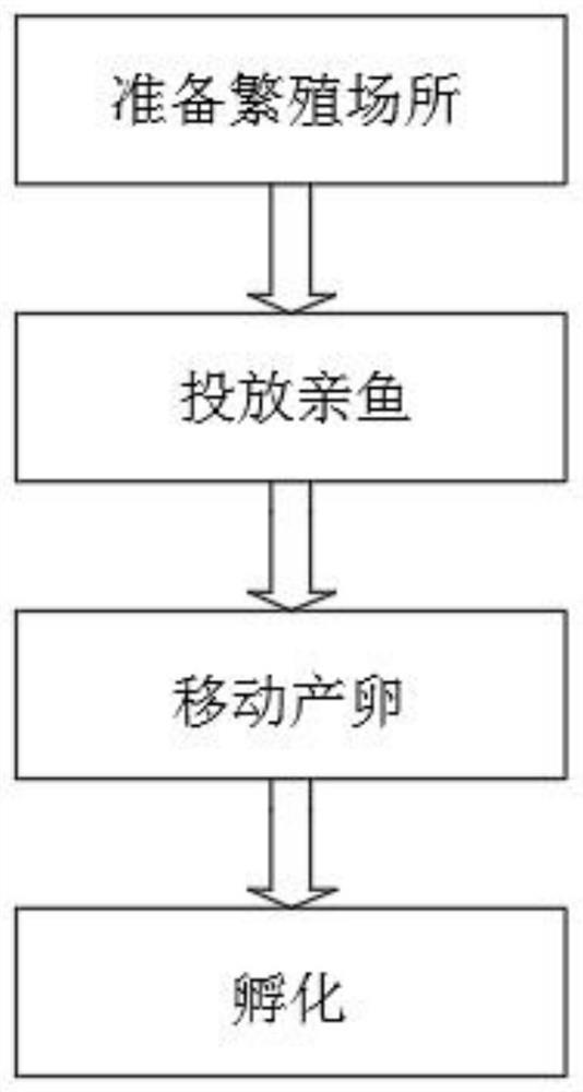 Artificial propagation method of phoxinus lagowskii