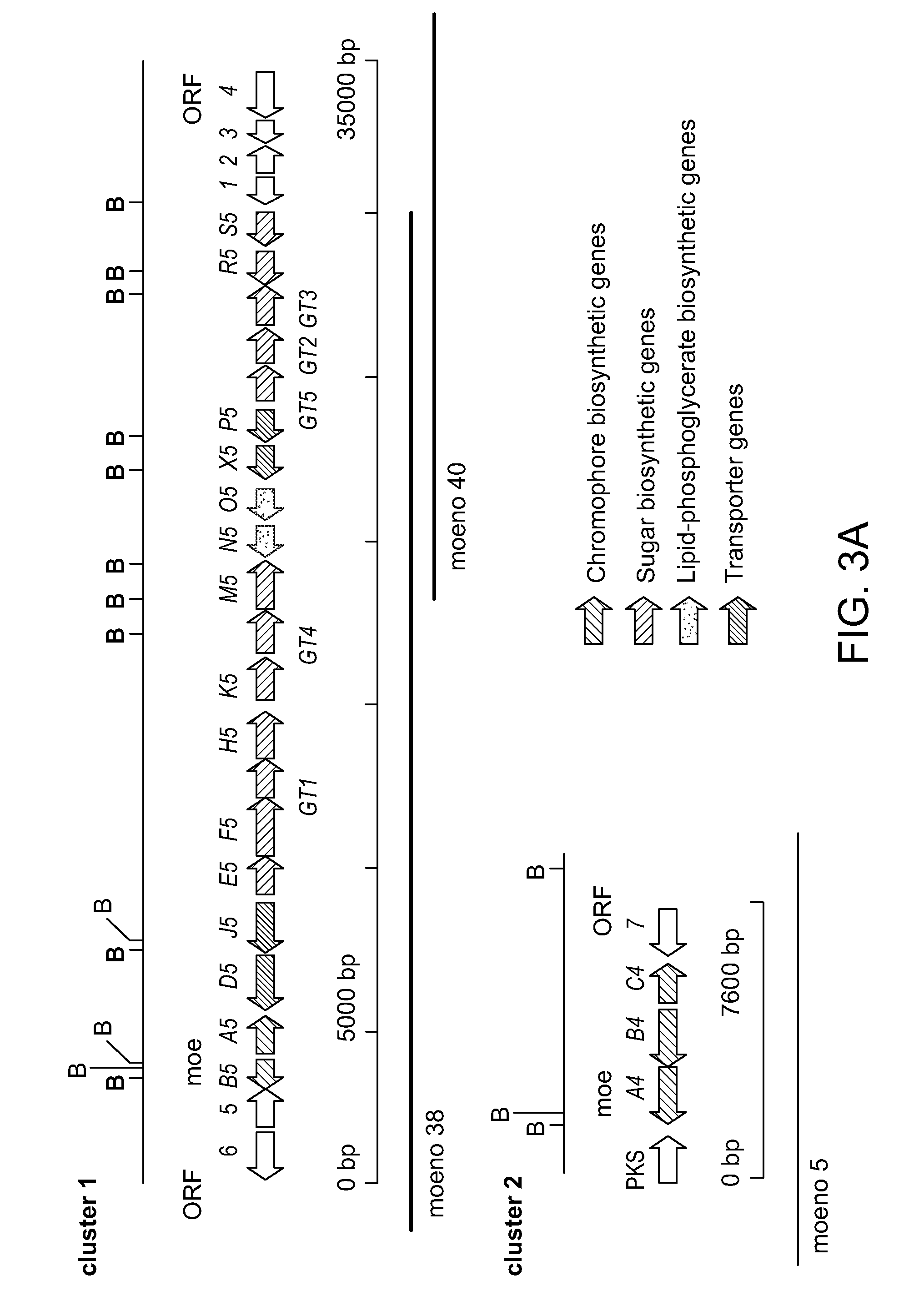 Moenomycin analogs, methods of synthesis, and uses thereof