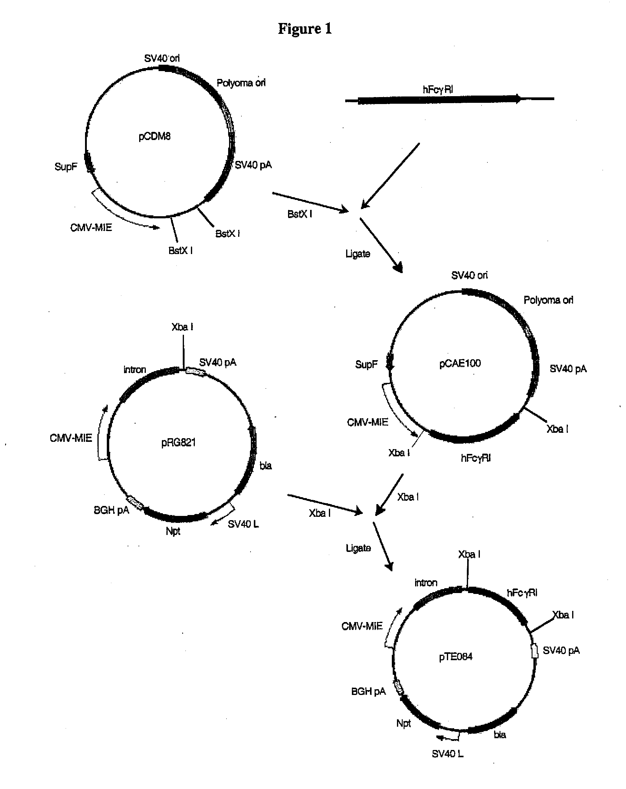 Isolating cells expressing secreted proteins