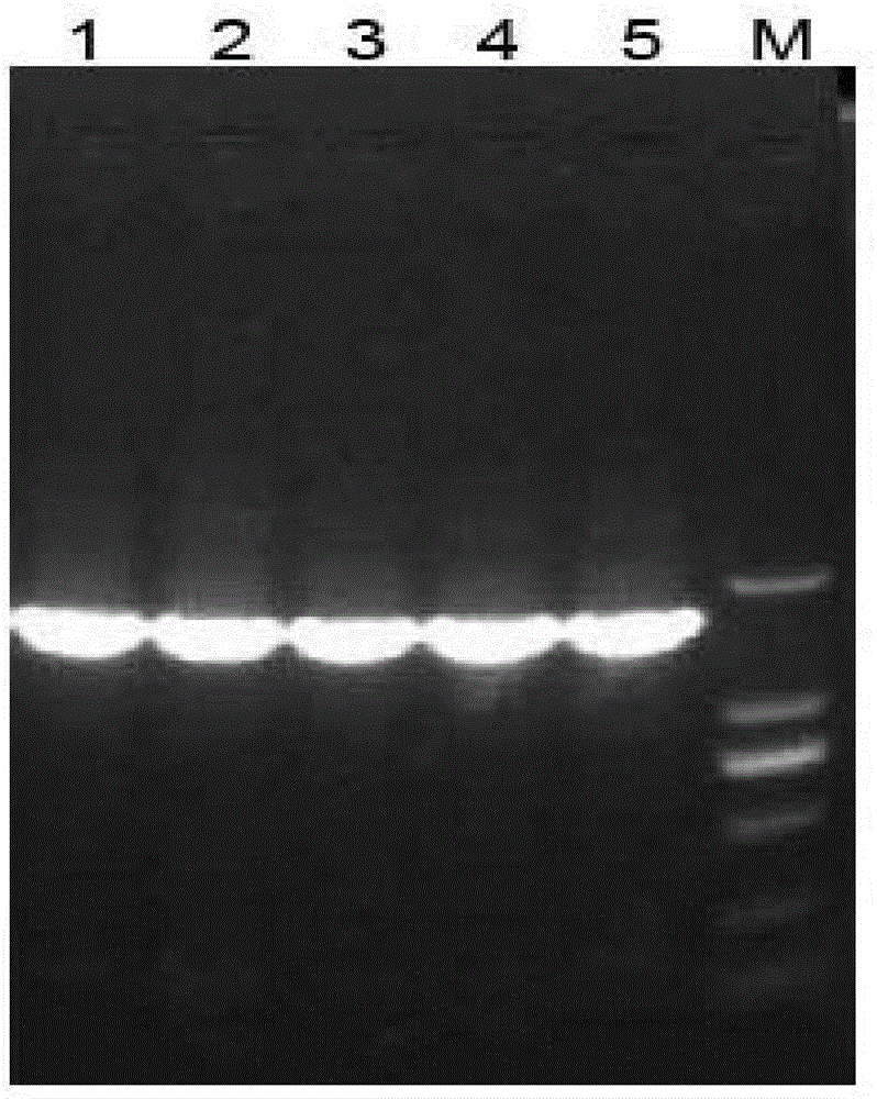 Infectious hematopoietic necrosis (IHN) nucleic acid vaccines for Chinese rainbow trout and application thereof