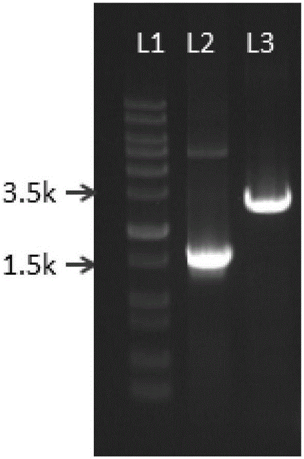 Genetic engineering strain for producing phenazine-1-carboxylic acid and application of genetic engineering strain