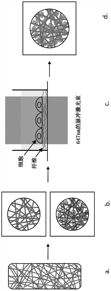 Method for increasing permeability of cytoplasmic membrane and structure suitable for same