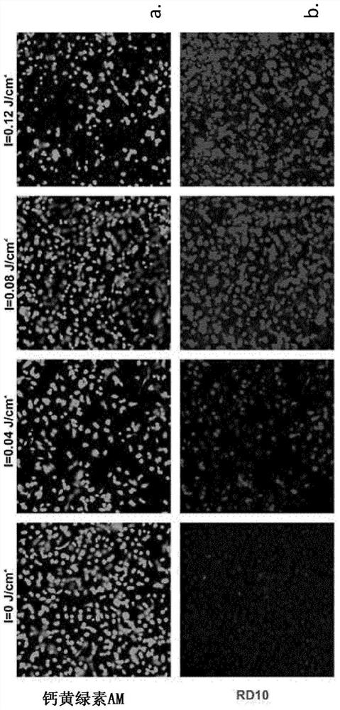 Method for increasing permeability of cytoplasmic membrane and structure suitable for same