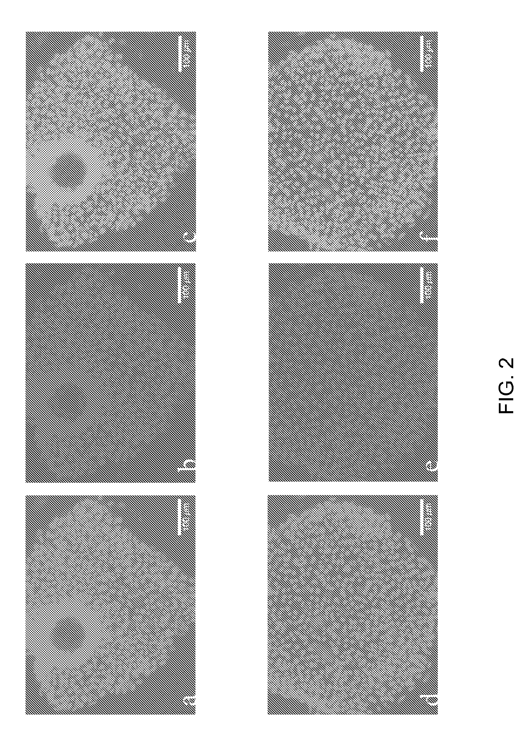 Scalable process for cultivating undifferentiated stem cells in suspension