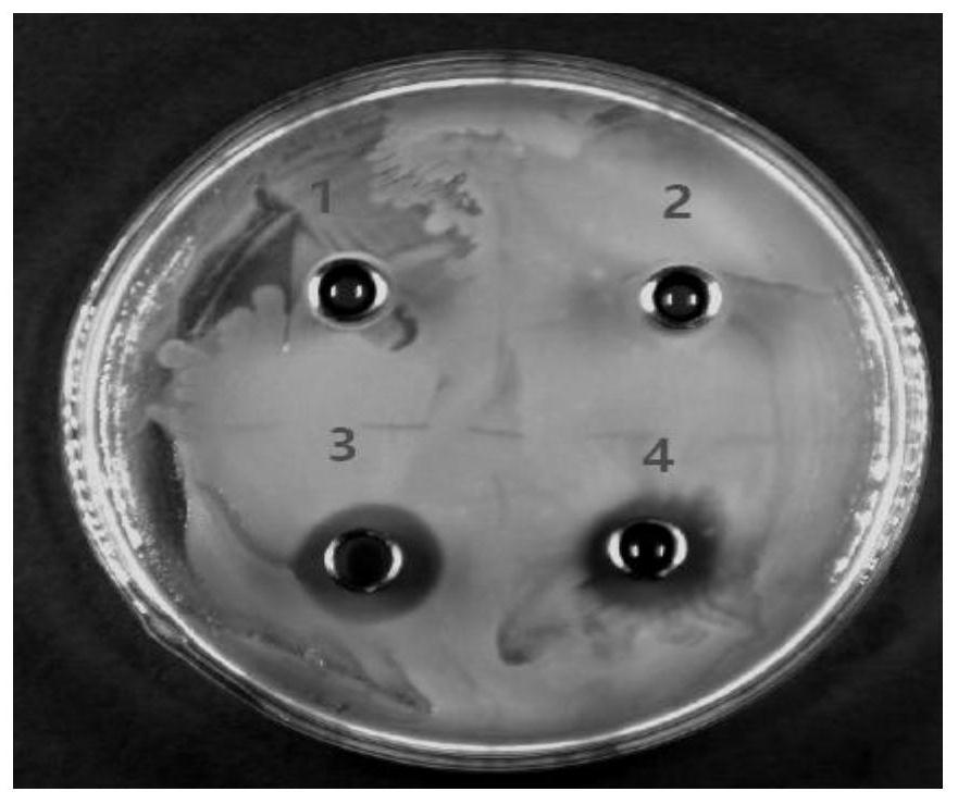 Bacillus subtilis and its application in inoculum and broiler feed