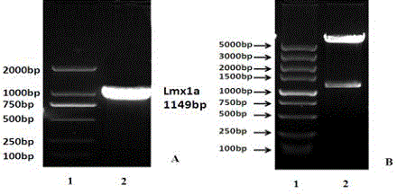 Shh/lmx1a signaling regulates the approach of NTN-modified RaSCs to differentiate dopaminergic neurons