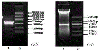 Shh/lmx1a signaling regulates the approach of NTN-modified RaSCs to differentiate dopaminergic neurons