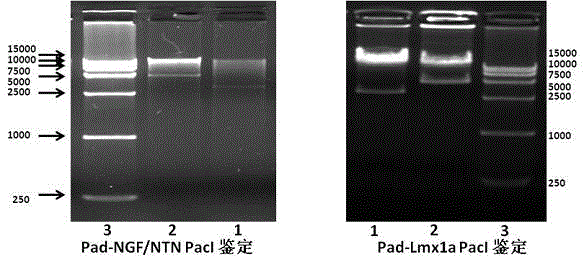 Shh/lmx1a signaling regulates the approach of NTN-modified RaSCs to differentiate dopaminergic neurons