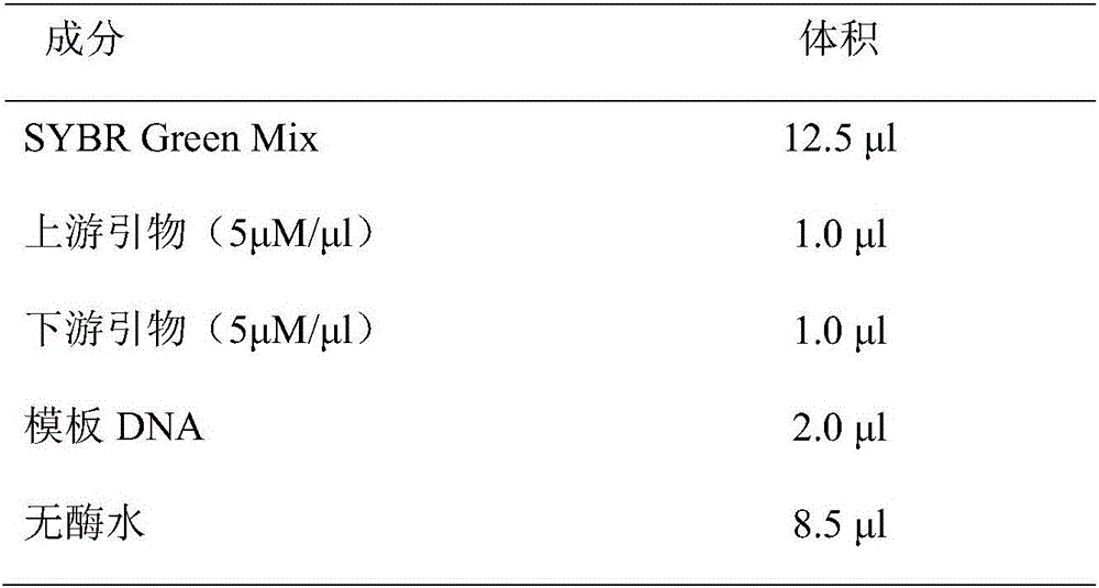 Application of TNS11 in preparing product for diagnosing and treating endometrial cancer