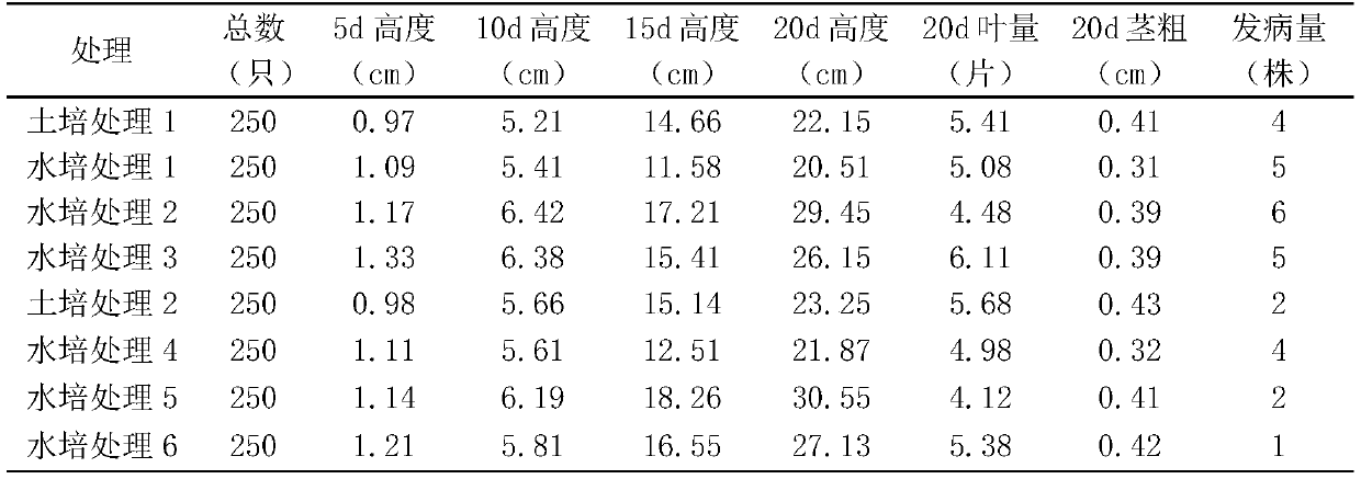 Method for breeding insects by using hydroponic plants