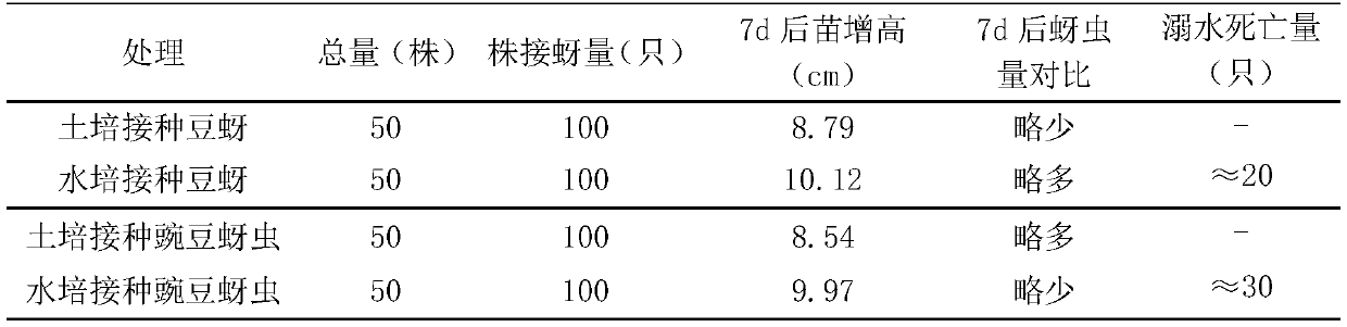 Method for breeding insects by using hydroponic plants