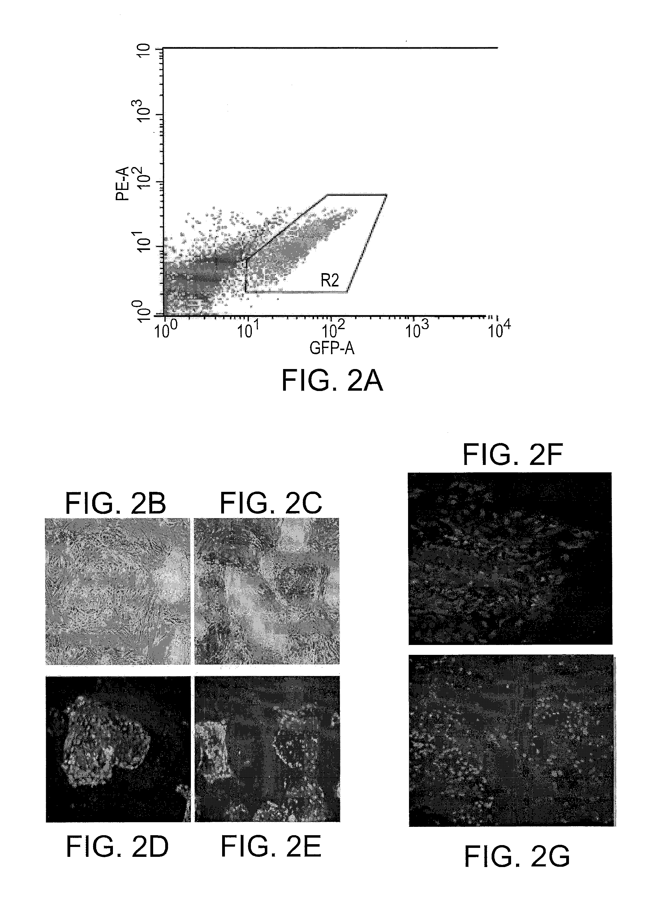 Identification Of Novel Cell Surface Markers For Pancreatic Progenitor Cells And Definite Endodermal Cells