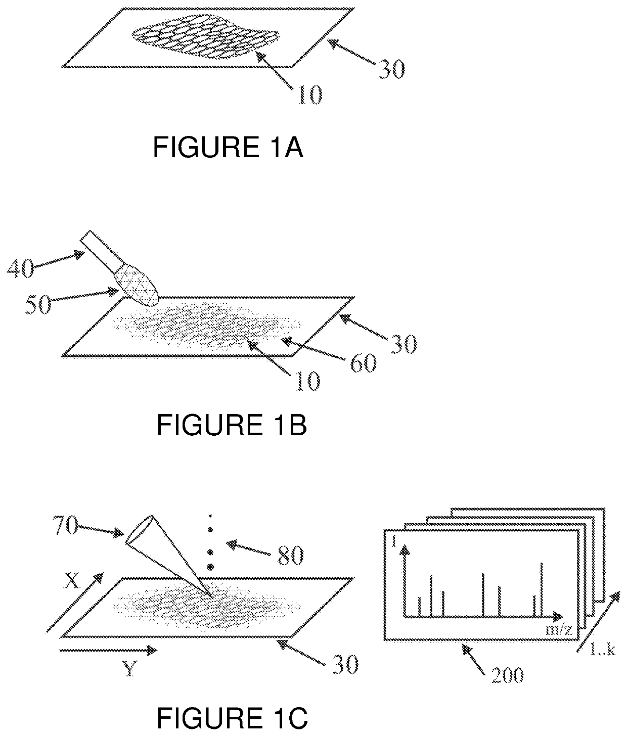 Mass spectrometric determination of particular tissue states