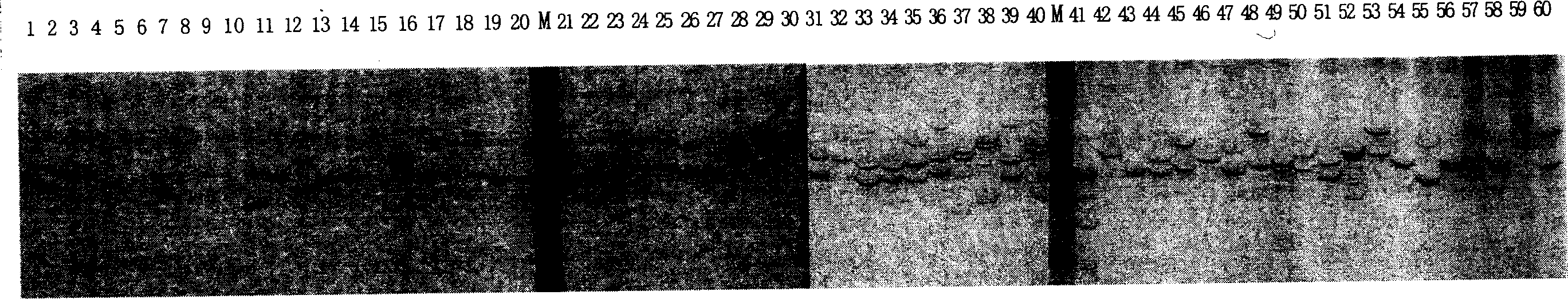 Chinese prawn B683 microsatellite label detecting technique