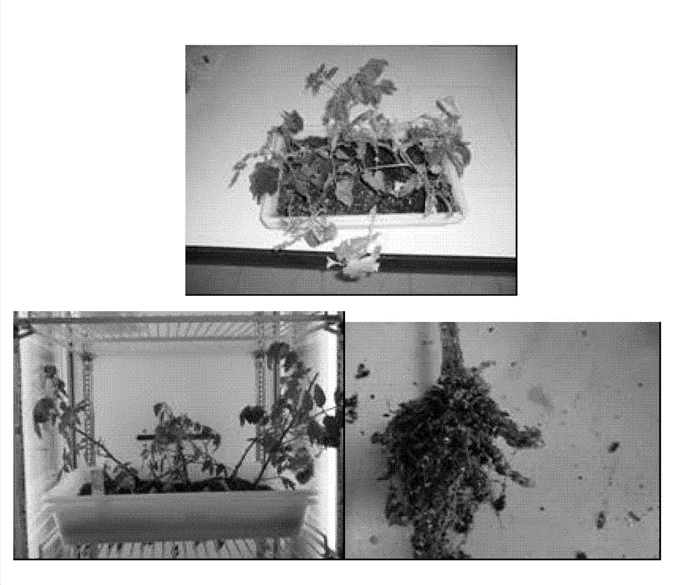 Bacterial strains and a bionematicide and plant growth stimulator containing them