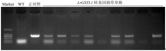 A kind of Minjiang lily glutathione s-transferase gene lrgstl1 and its application