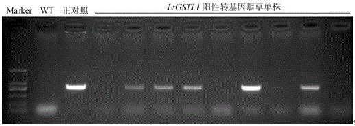 A kind of Minjiang lily glutathione s-transferase gene lrgstl1 and its application