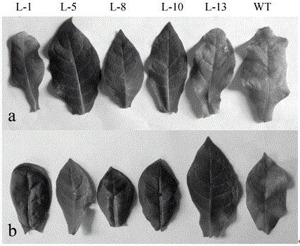 A kind of Minjiang lily glutathione s-transferase gene lrgstl1 and its application