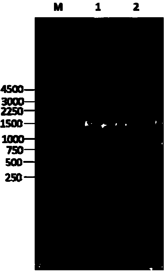 Method for improving yield of vernine from bacillus amyloliquefaciens