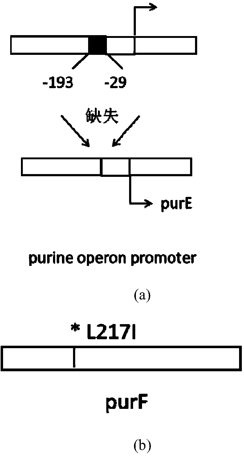 Method for improving yield of vernine from bacillus amyloliquefaciens