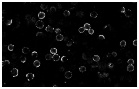 A kind of b cell screening method and its application in the preparation of monoclonal antibody