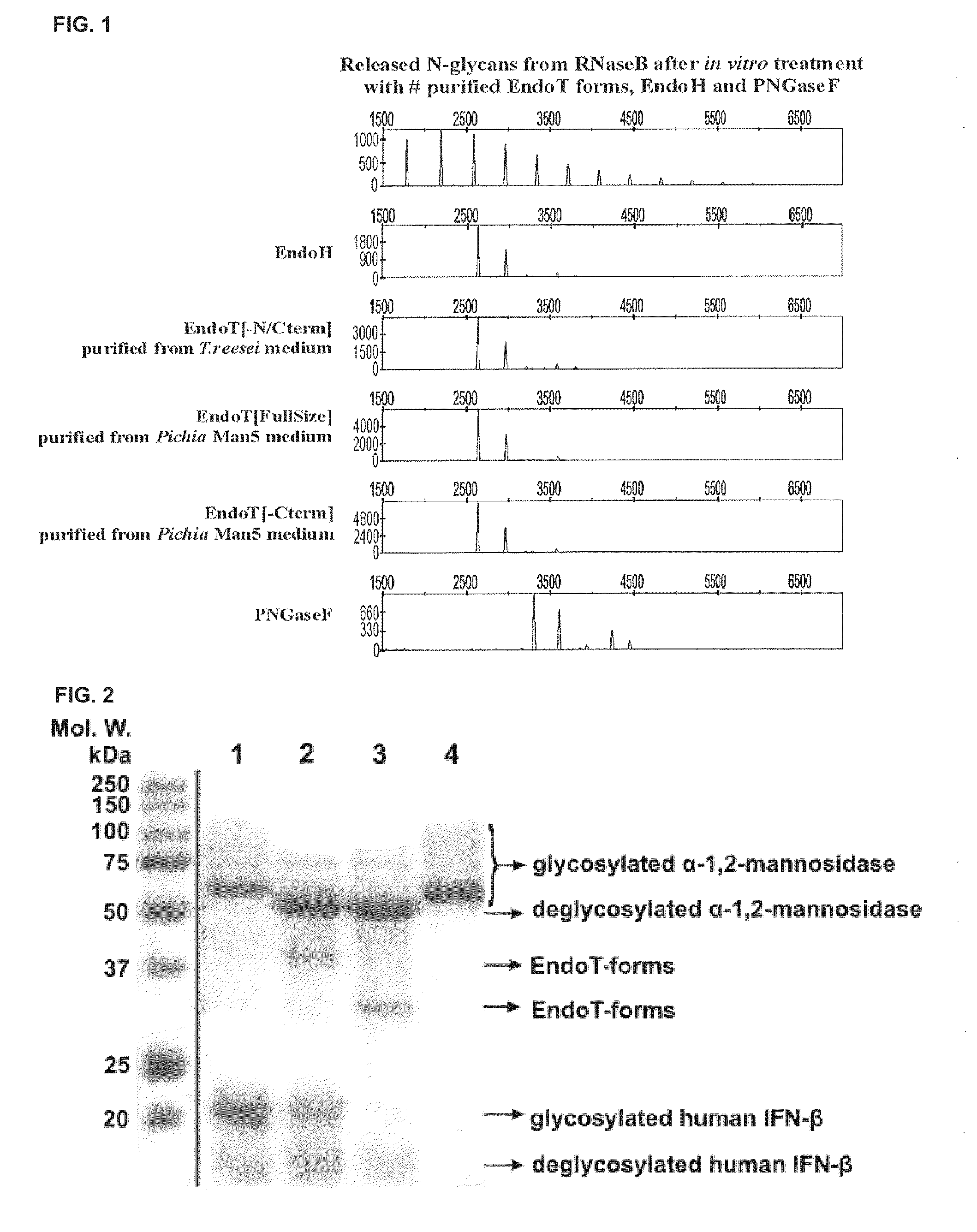 Cells producing glycoproteins having altered glycosylation patterns and method and use thereof