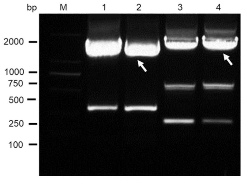 HTNV vaccine based on VSV vector as well as preparation method and application of HTNV vaccine