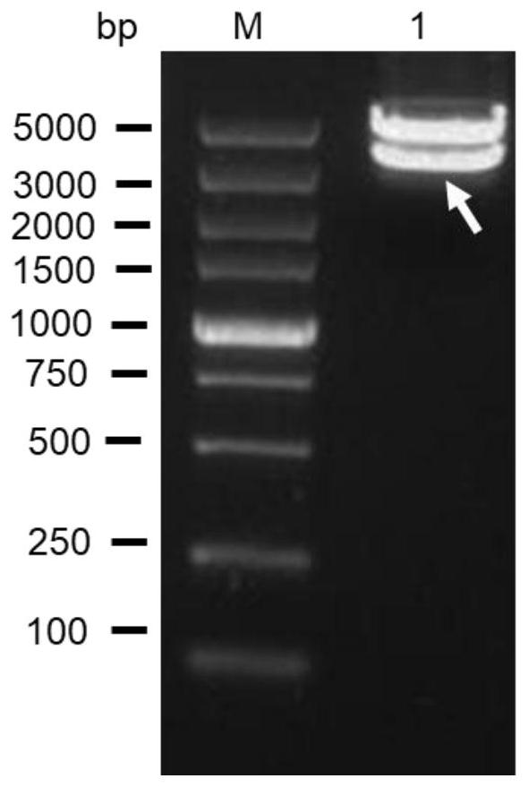 HTNV vaccine based on VSV vector as well as preparation method and application of HTNV vaccine