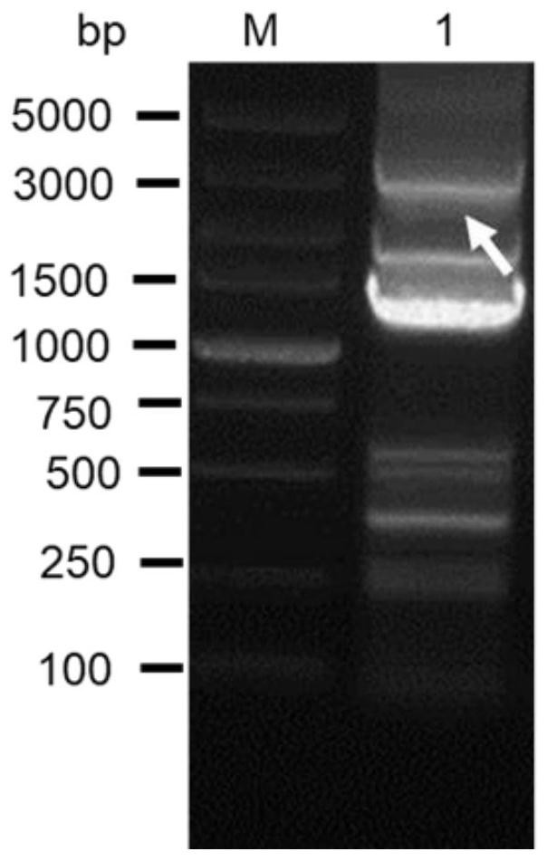 HTNV vaccine based on VSV vector as well as preparation method and application of HTNV vaccine