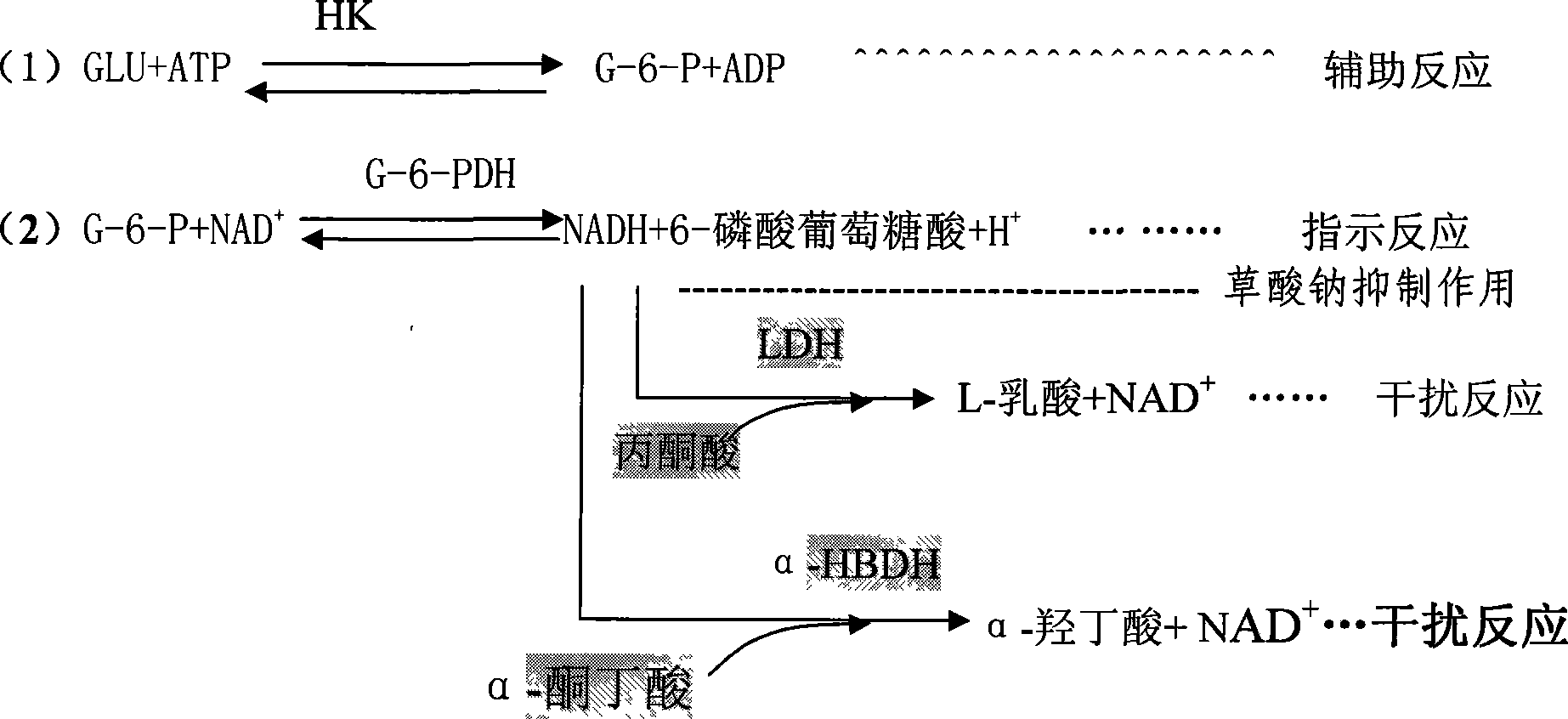 Kit for detecting glucose by hexokinase method and preparation method