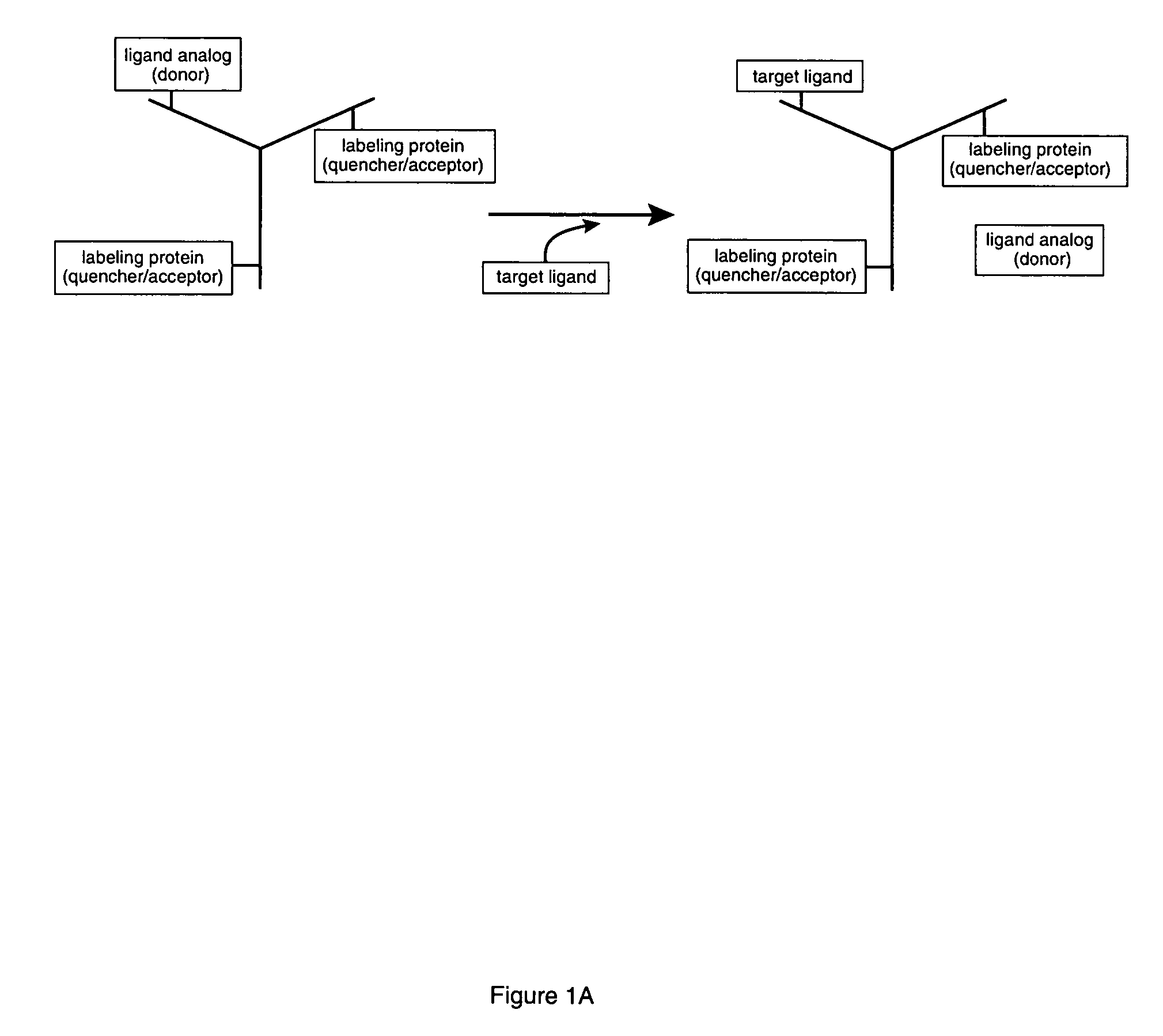 Competitive immunoassay