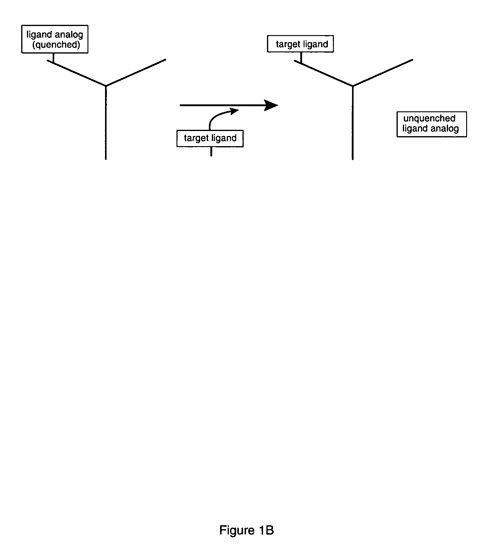 Competitive immunoassay