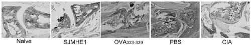 Polypeptide for inhibiting joint inflammations in mice and application thereof