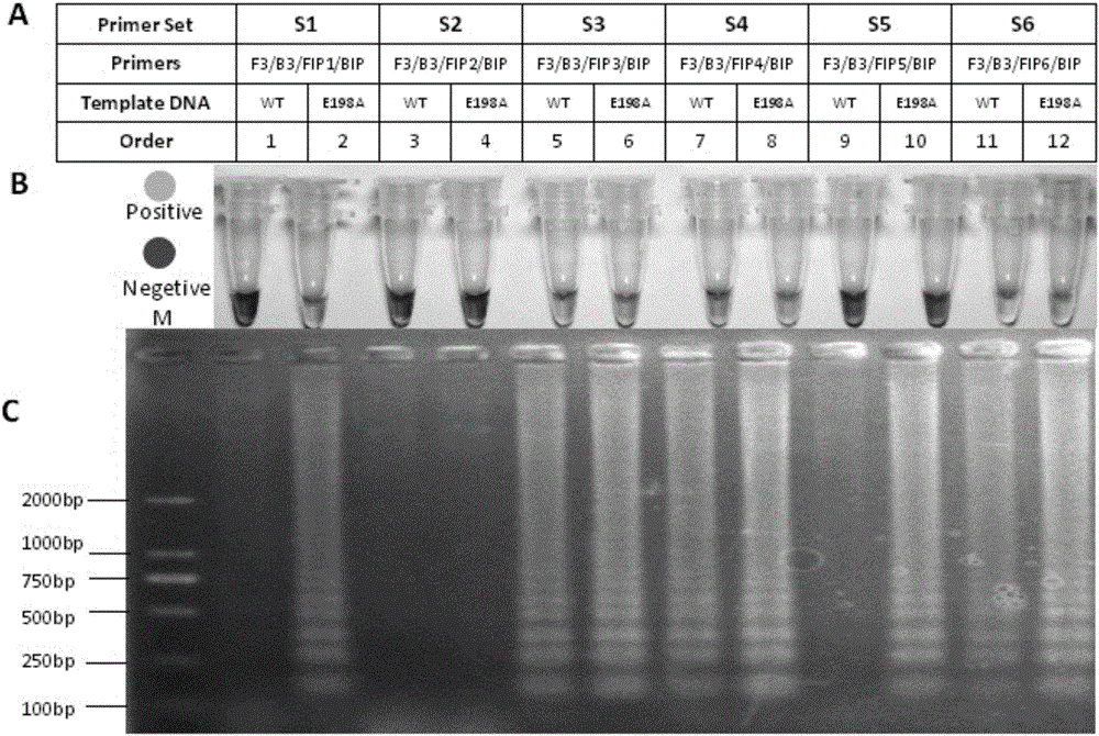 Device for rapidly detecting benzimidazole fungicide-resistant botrytis cinerea Pers. based on LAMP