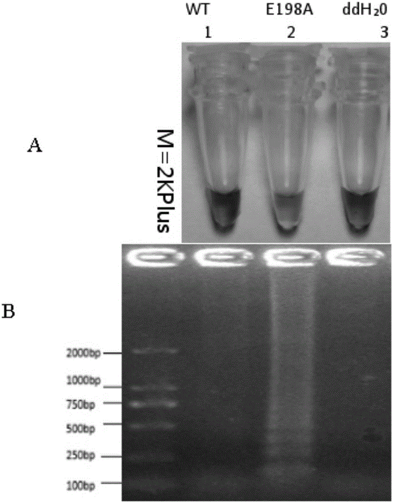 Device for rapidly detecting benzimidazole fungicide-resistant botrytis cinerea Pers. based on LAMP