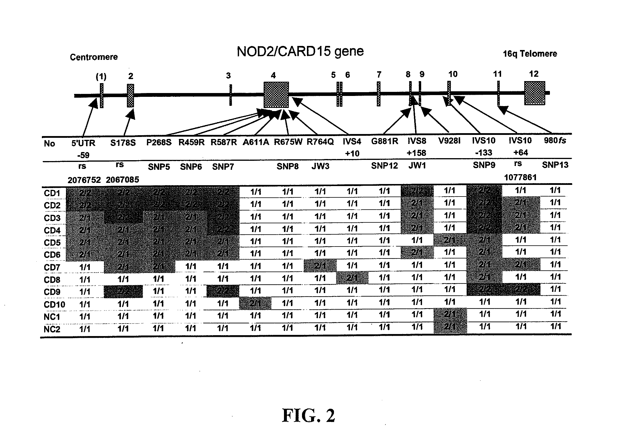 Methods of using a nod2/card15 haplotype to diagnose crohn's disease