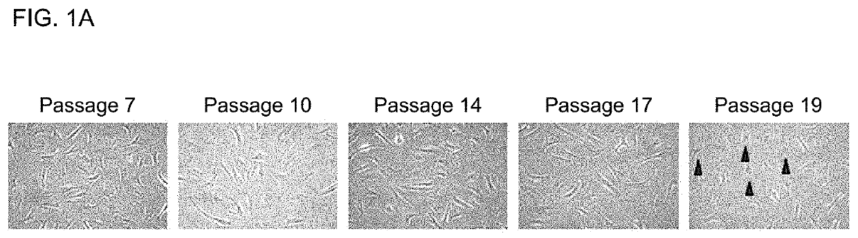 Musculoskeletal stem cell